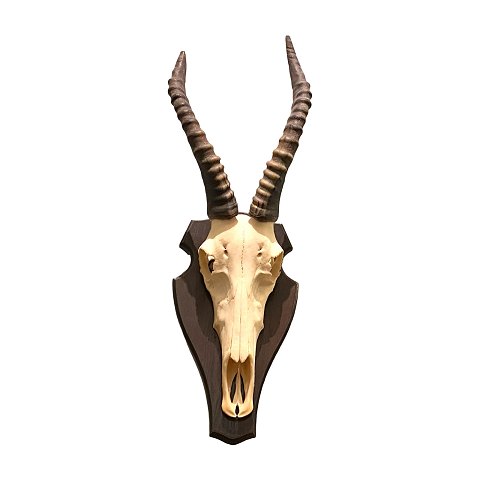 Jagttrofæ Gazelle
